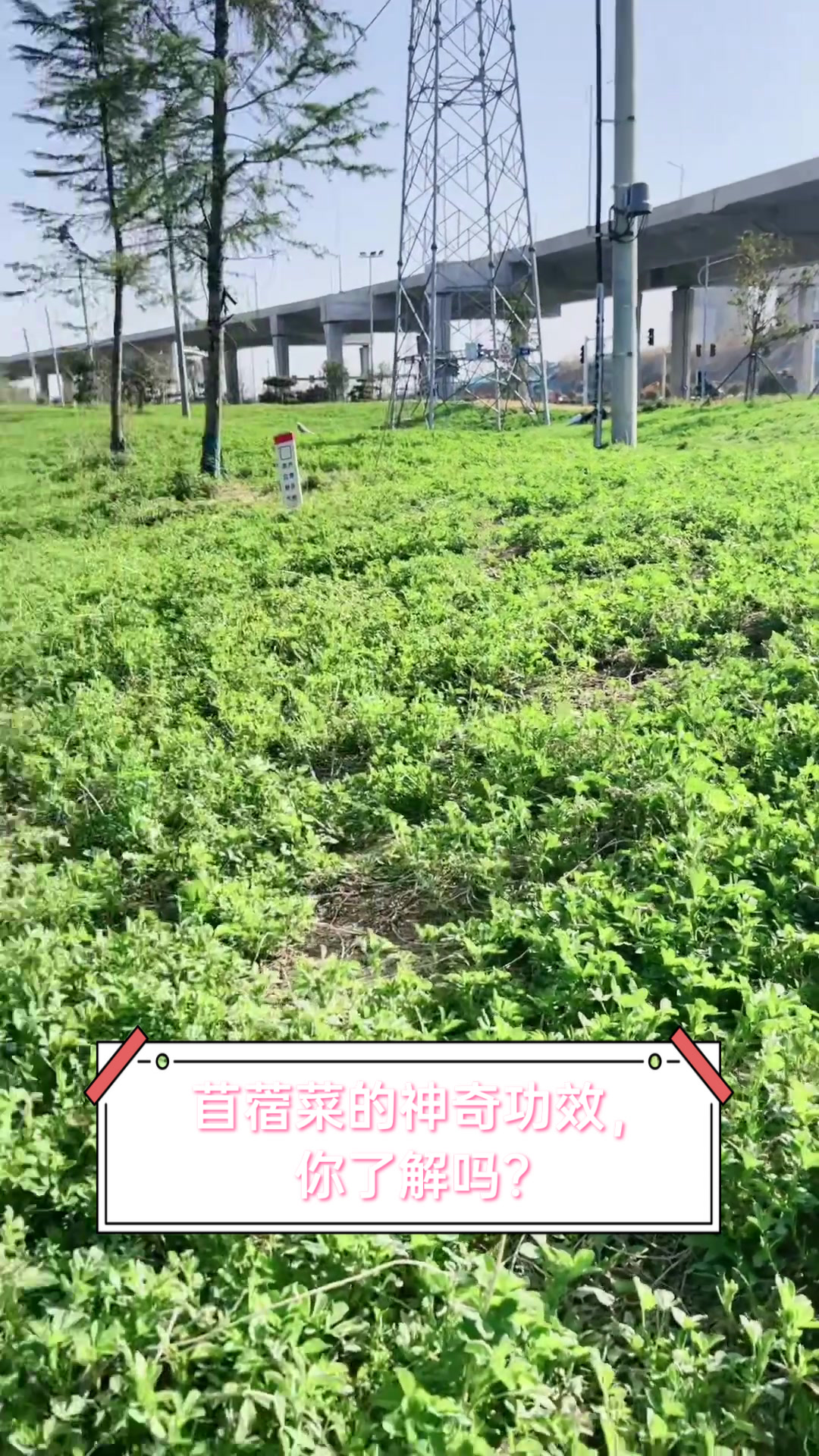 苜蓿菜的神奇功效,你了解吗?