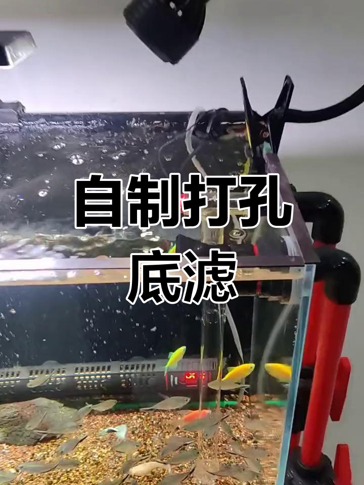 打孔底滤改造,轻松提升鱼缸水质