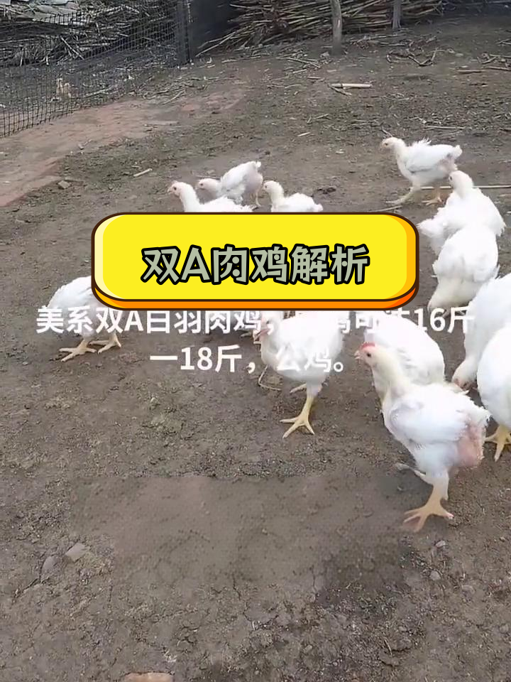 美国双A肉鸡品种介绍