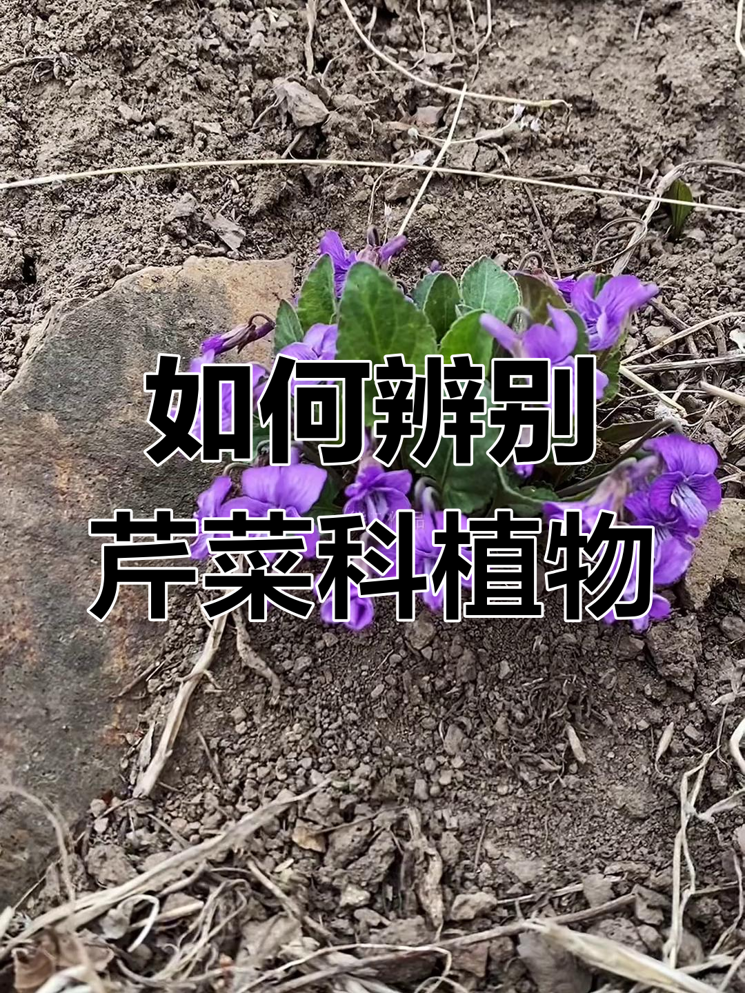 芹菜科植物大揭秘:如何区分紫花地丁、白花锦菜等品种