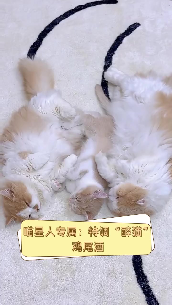 喵星人专属:特调“醉猫”鸡尾酒