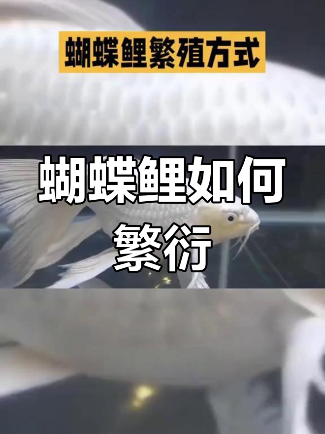 蝴蝶鲤繁殖全攻略:从准备工具到孵化鱼卵
