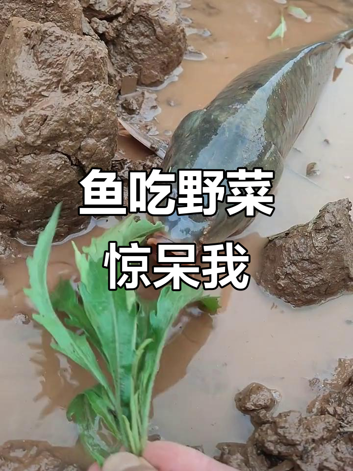 鱼虾蟹养殖日常:鸭子抢食,竟被这条“吃货”反超