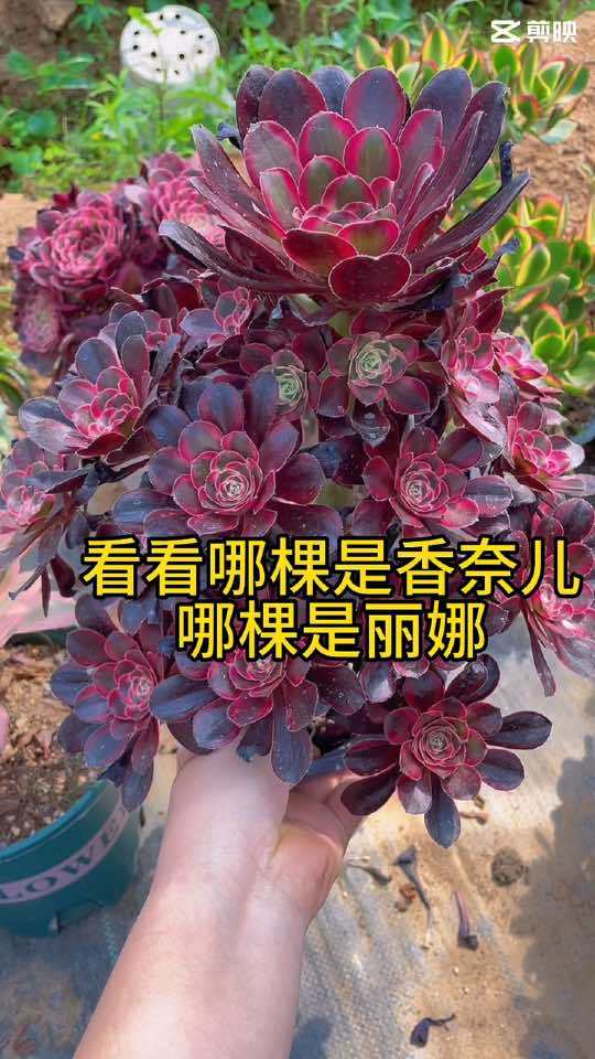 香奈儿,圆叶法师出的超白锦;丽娜,是从香奈儿里面优选出来的锦,又名二代香奈儿 适合室内摆放