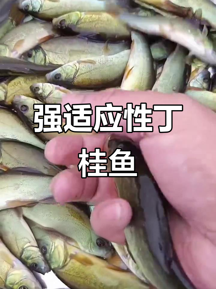 丁桂鱼适应性强,生长迅速,肉质鲜美,养殖轻松上手
