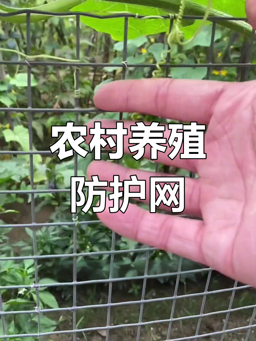 防锈铁丝网围栏,保护菜园和家禽安全