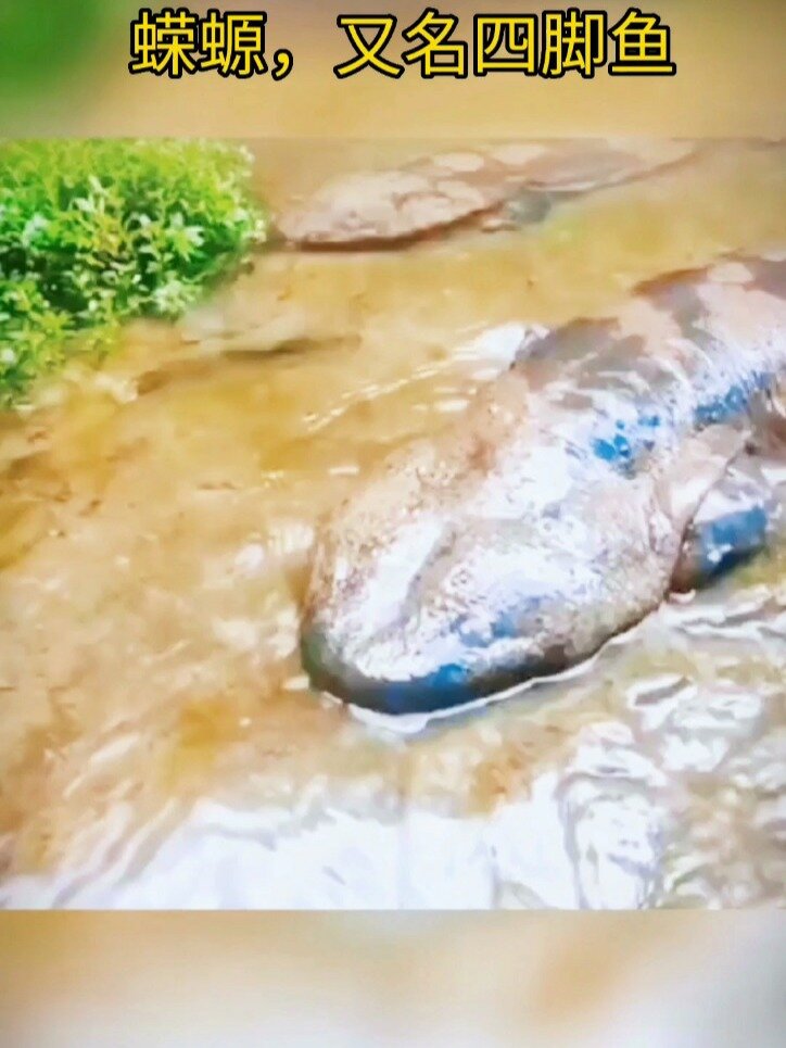 蝾螈,因其叫声神似小孩哭声,故又叫娃娃魚