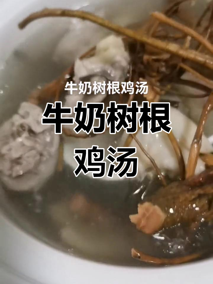 雨天湿气重,一碗牛奶树根鸡汤驱寒润肺
