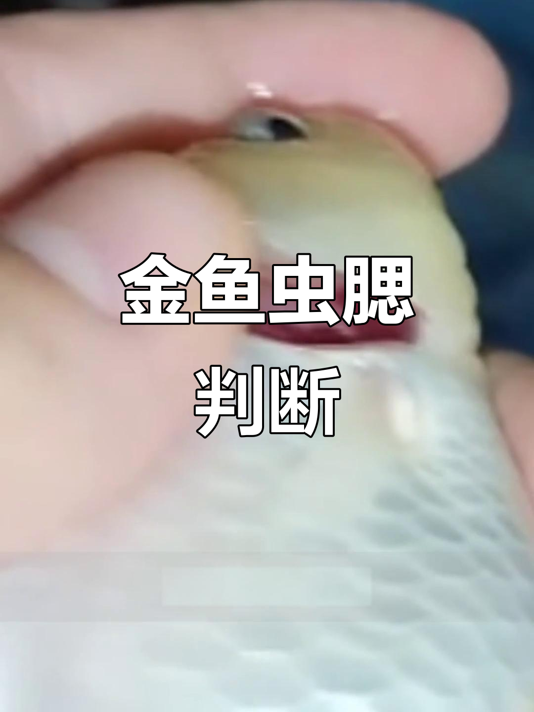 20221201 如何识别金鱼虫腮及时治疗