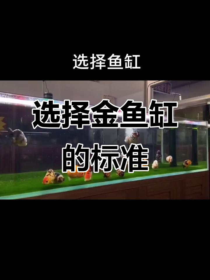 如何挑选金鱼缸?选对尺寸和类型才能养得更好