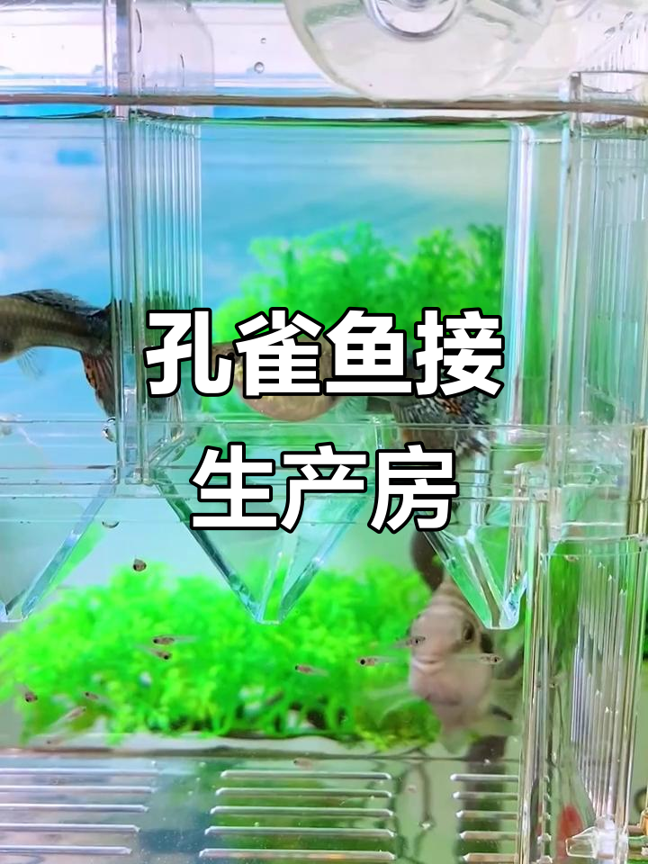 为孔雀鱼准备产房,确保宝宝安全降生