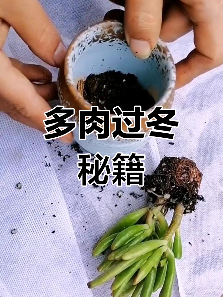 多肉种植与移栽技巧,冬季必备四步操作!
