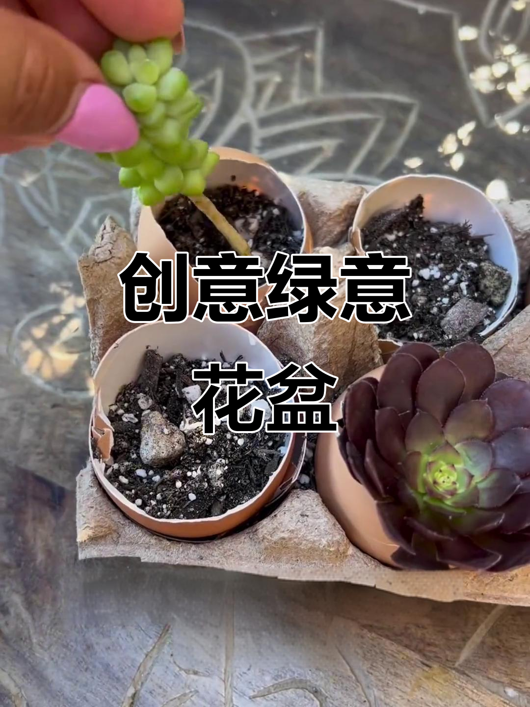 废弃鸡蛋壳，变身多肉小盆栽，创意与环保完美结合！