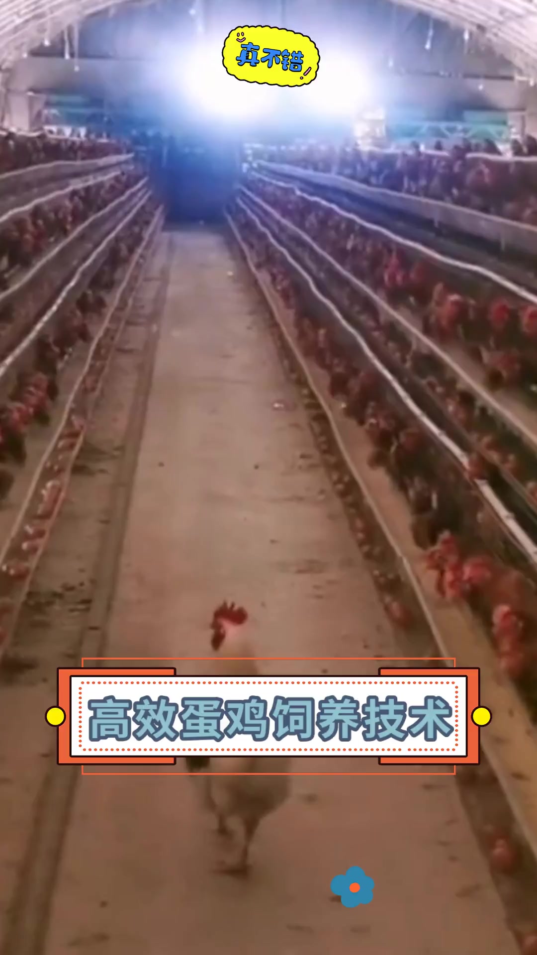 高效蛋鸡饲养技术