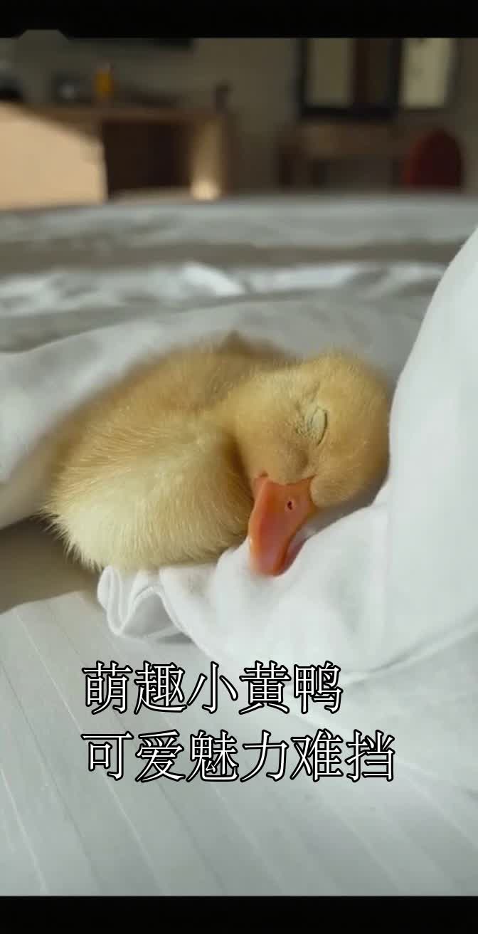 萌趣小黄鸭可爱魅力难挡