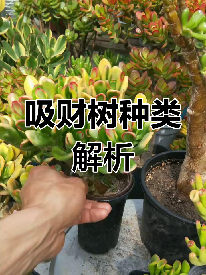 吸财树品种大揭秘:招财猫、马蹄叶与黄金无财的区别