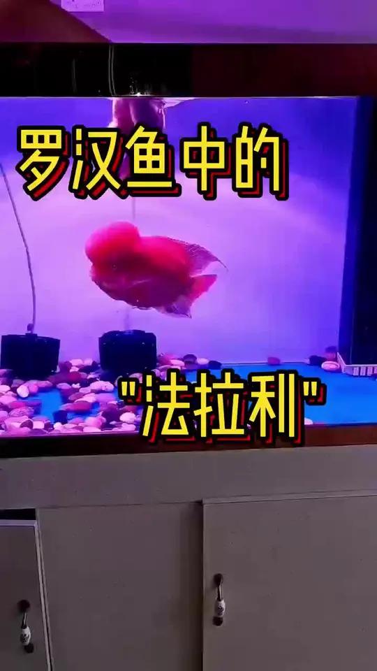罗汉鱼中的法拉利