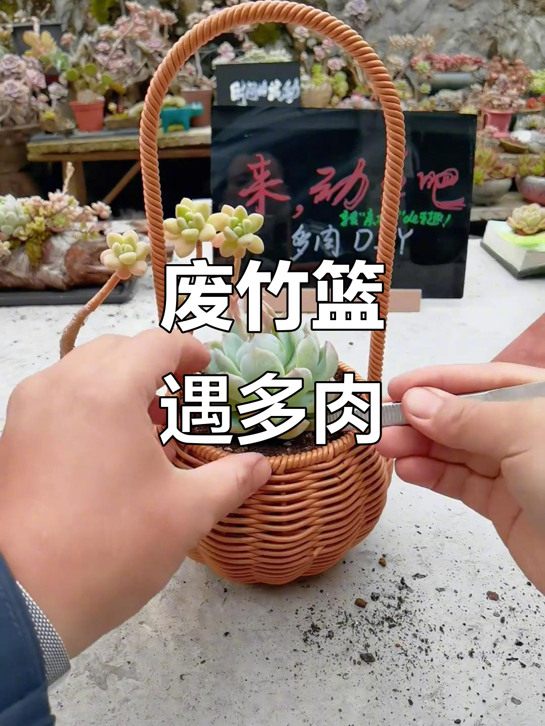 废弃竹篮变身绿植容器,多肉植物带来城市角落的生机