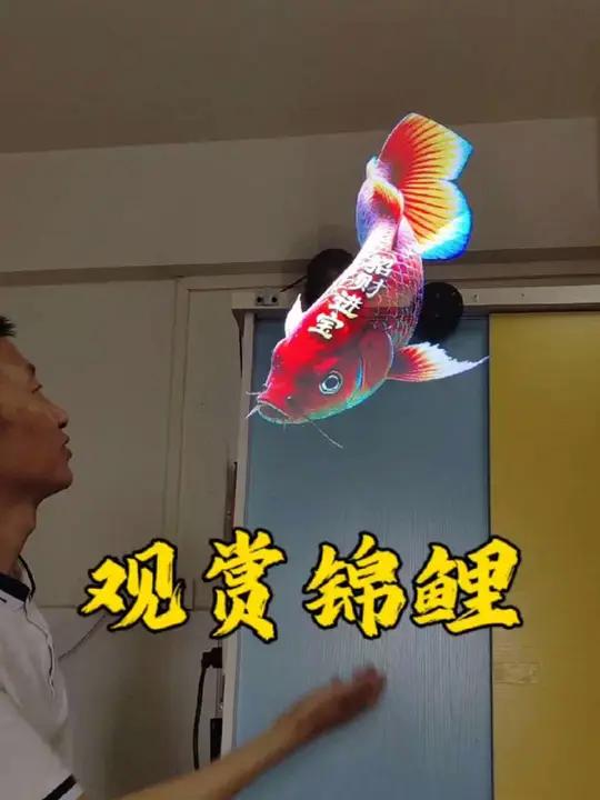 空中观赏锦鲤,打破常规,颠覆想象!门店引流获客新方向裸眼3d观赏鱼全息美女风扇裸眼3d全息