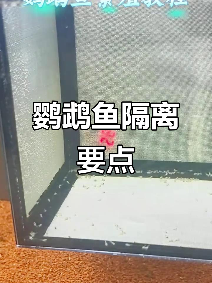 鹦鹉鱼繁殖隔离技巧,如何提高存活率