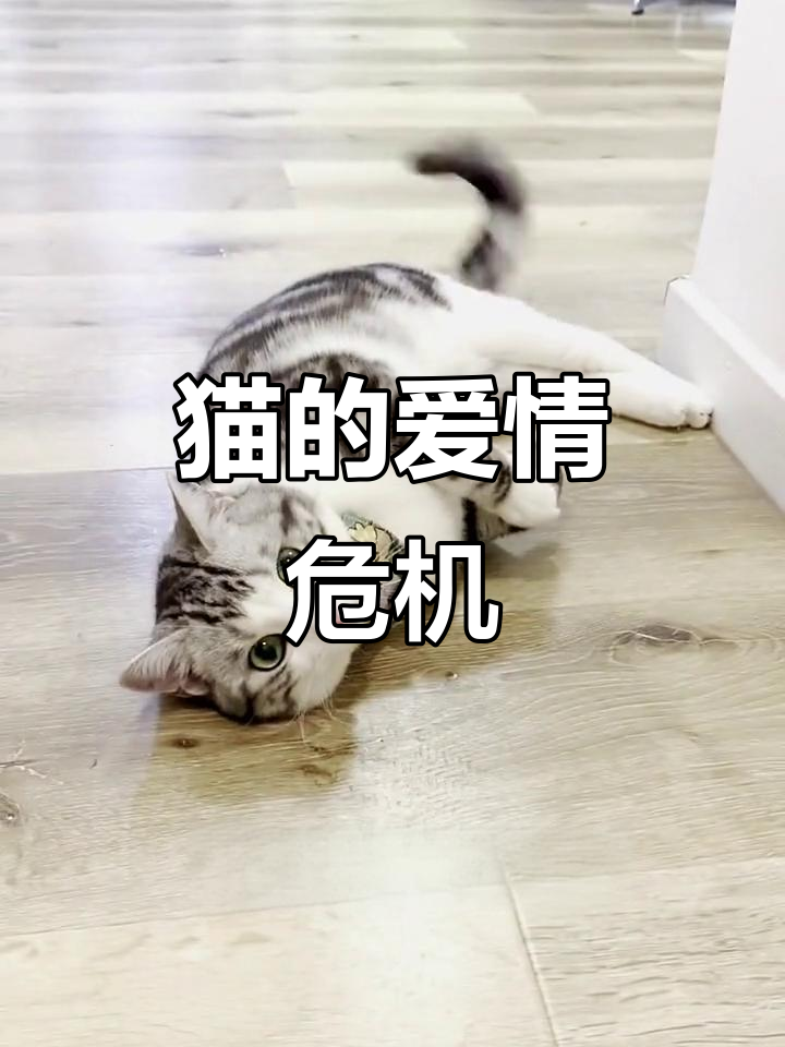 猫界爱情大乱斗,泡芙与安生异地恋面临考验!