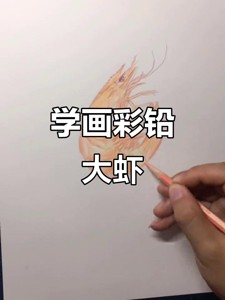 彩铅大虾绘制技巧，步骤详解轻松学会