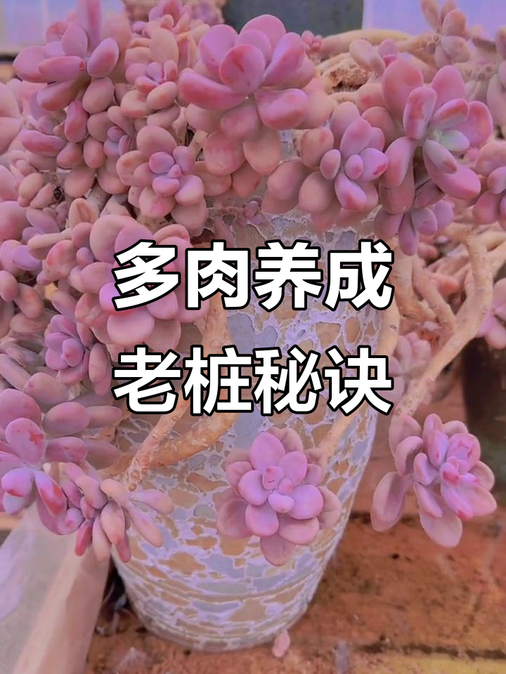 如何让多肉植物变成老桩?选对花盆和光照很重要