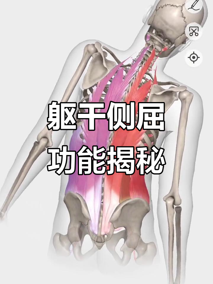 躯干侧屈的深层肌肉解析:竖脊肌、腹横肌等如何协同工作