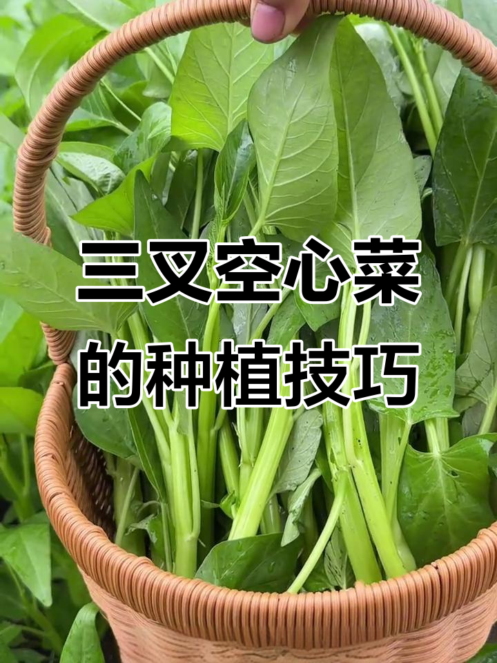 如何种植三叉空心菜?简单步骤教你快速上手