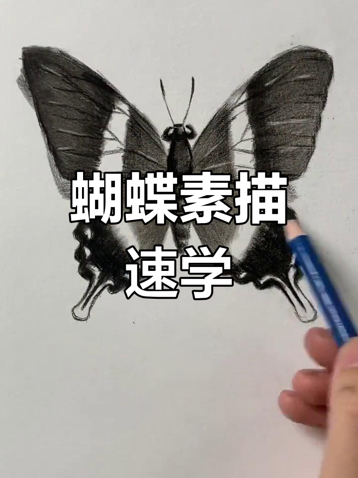 只需一分钟,轻松掌握蝴蝶素描技巧!
