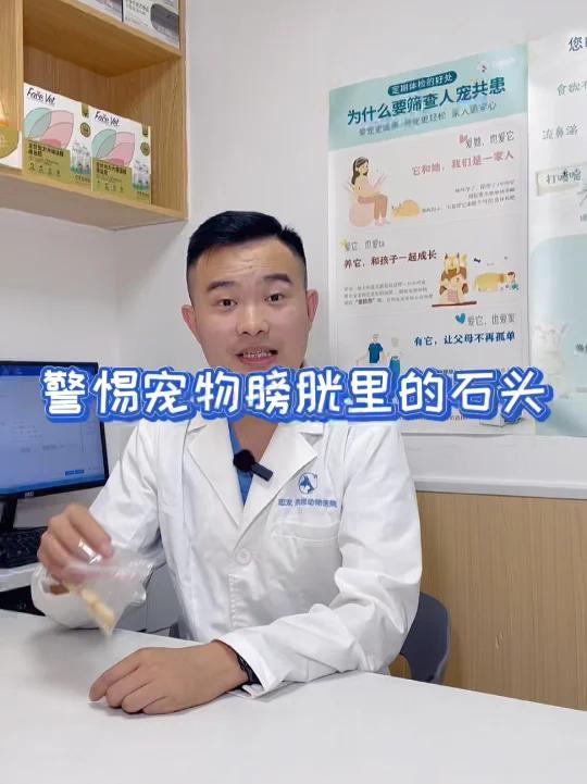 狗狗膀胱结石