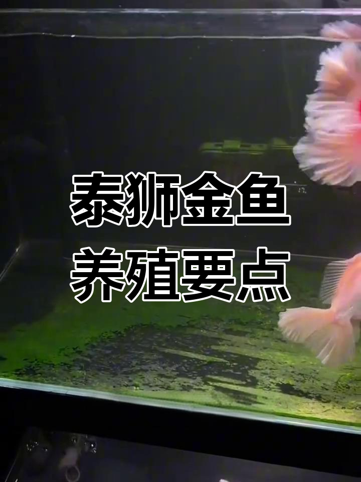泰狮金鱼饲养技巧:水流、水质和饲料全攻略