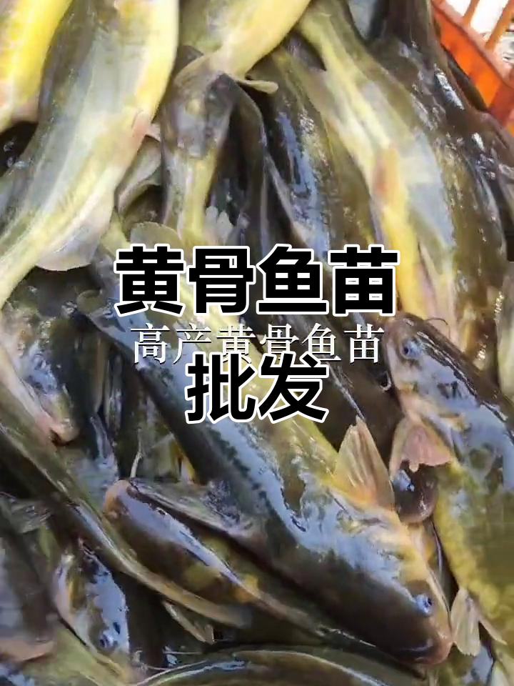 优质黄骨鱼苗,批发供应,广州、深圳多地可放生