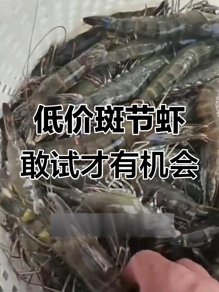 今年斑节虾价格低,养殖人需敢闯才能成功