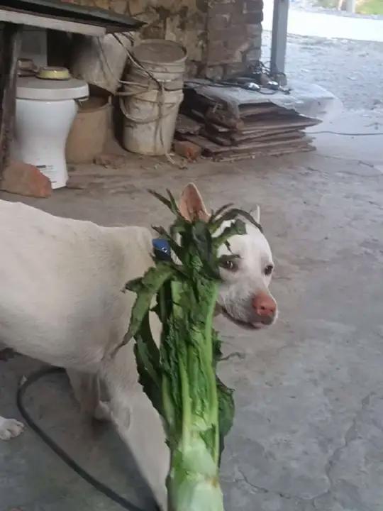 丢脸不?土猎变菜狗!搞笑视频 萌宠萌宠出道计划 萌宠成精了