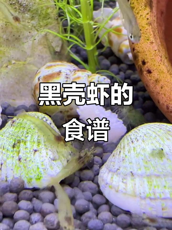 黑壳虾最爱吃什么?我喂鸡胸肉,你们呢?
