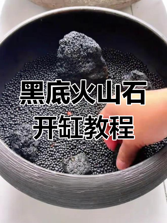 打造黑色生态鱼缸,斑马鱼的完美家园