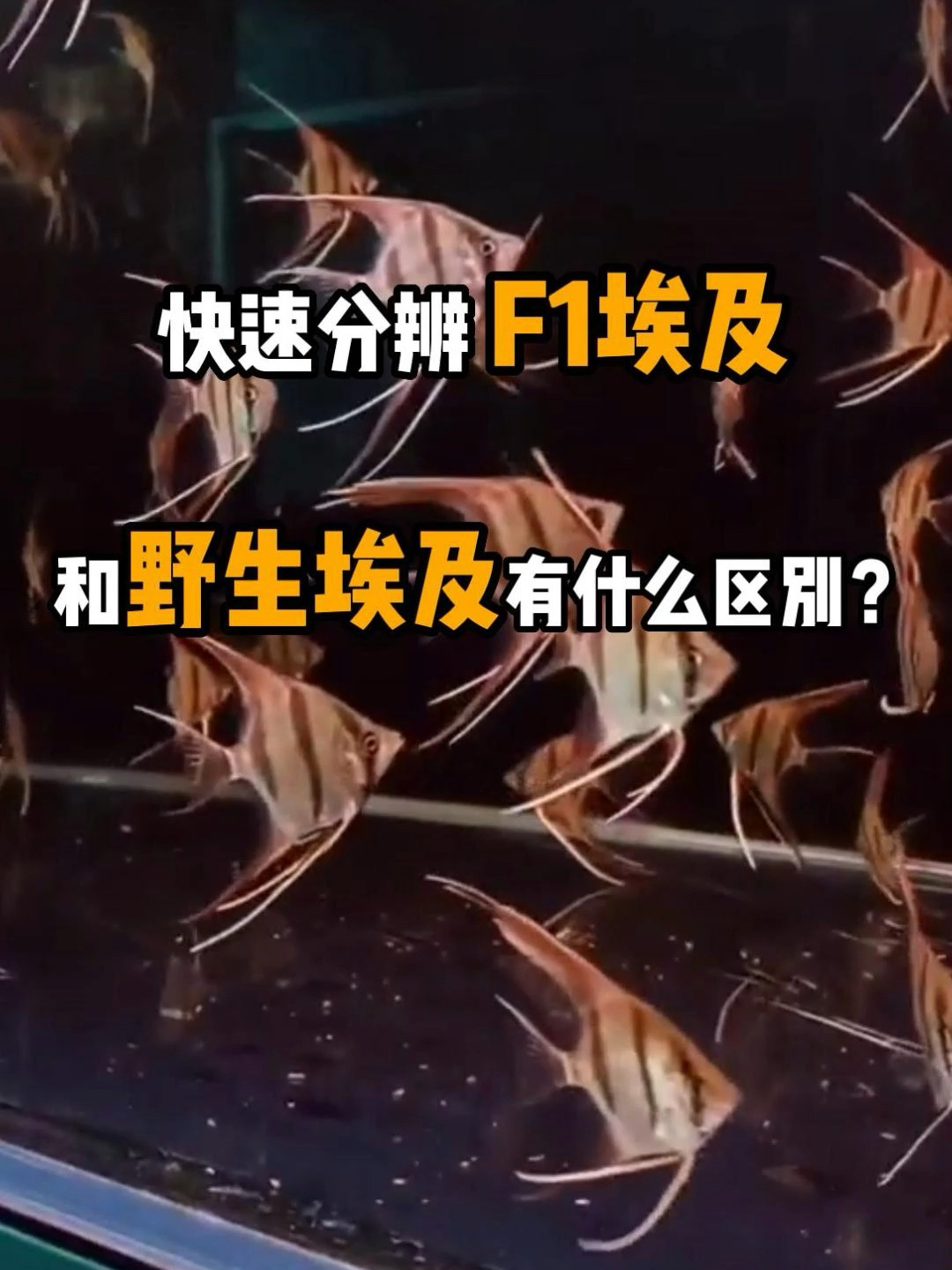 教你快速分辨人工埃及跟野生埃及的区别