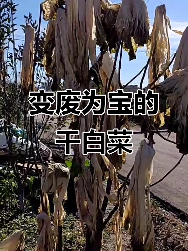 干白菜变滑菜,教你如何处理不壮心的白菜