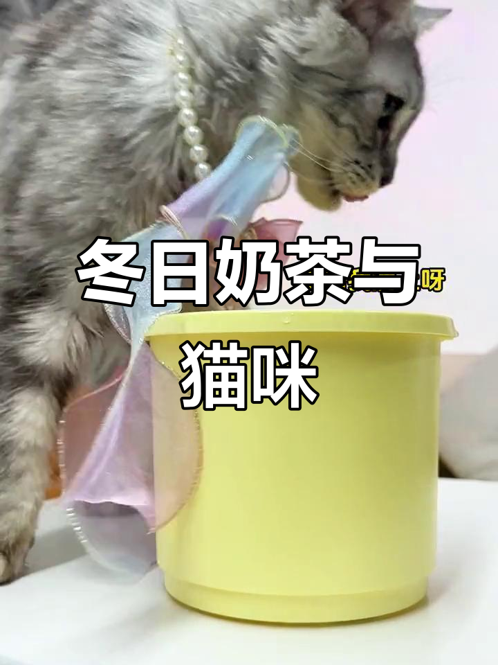 冬天里的第一杯奶茶，缅因猫吨吨吨喝水超萌
