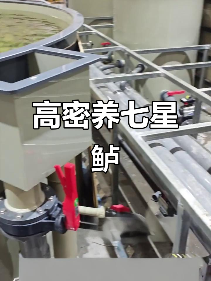 七星鲈鱼高密度养殖:工厂化循环水技术解析