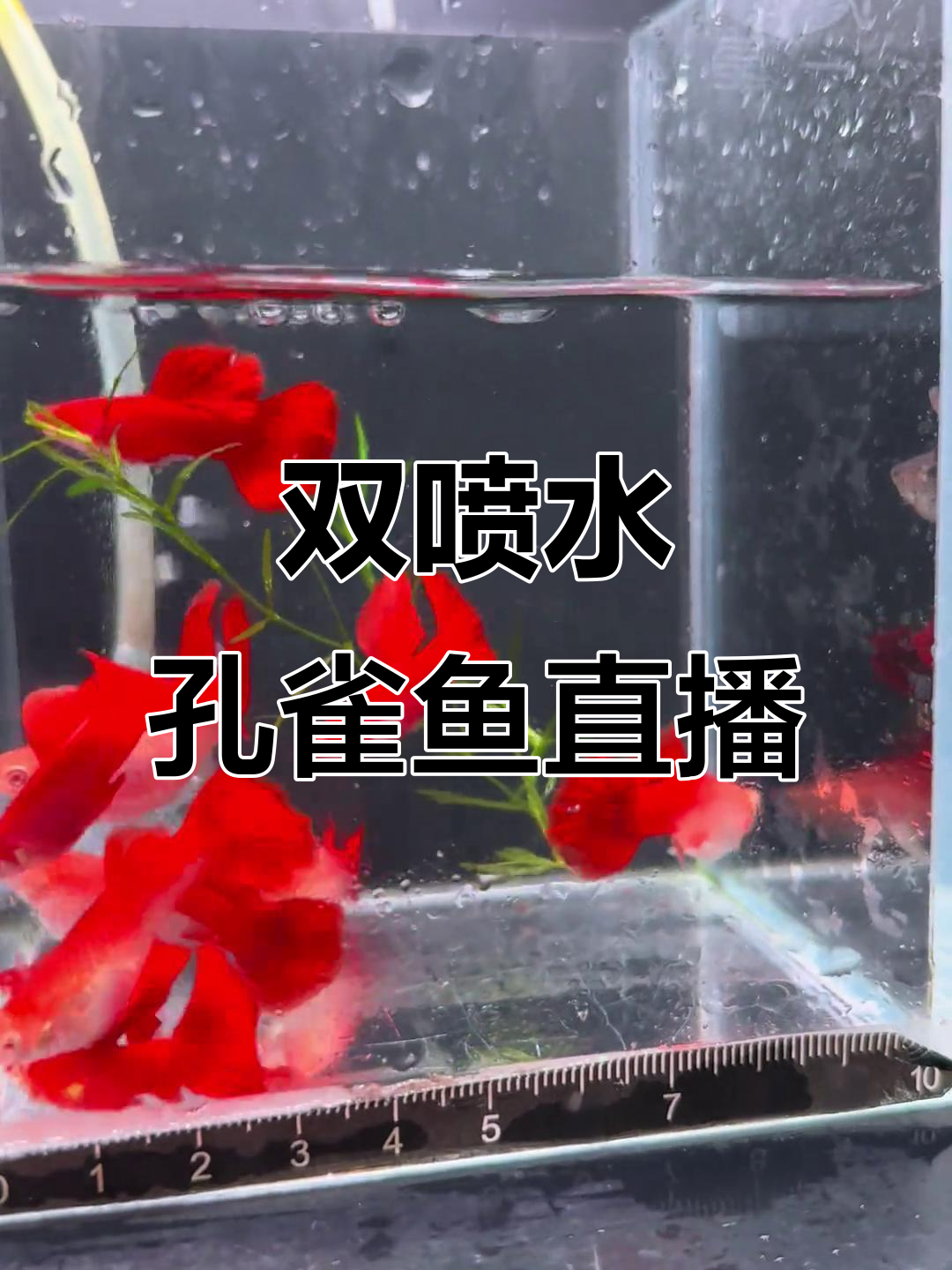 蓝白飞船、大耳朵孔雀鱼,直播马上开始!