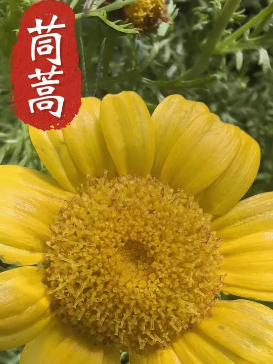 茼蒿,你见过它开花的样子吗?涮火锅必不可少的一道美味的蔬菜,你能想到它居然是菊科植物。开着