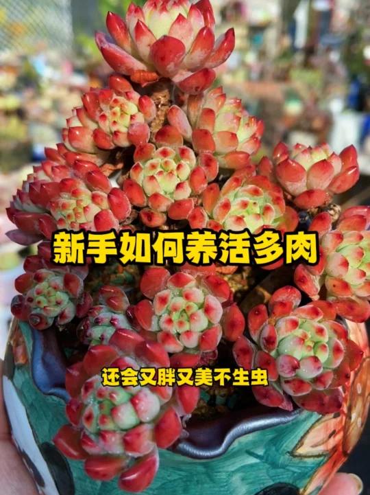 新手如何养活多肉