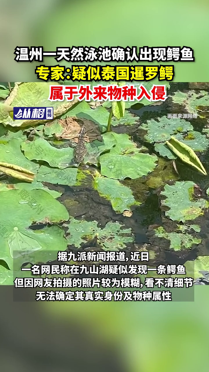 一天然泳池确认出现鳄鱼,专家:疑似泰国暹罗鳄,属外来物种入侵