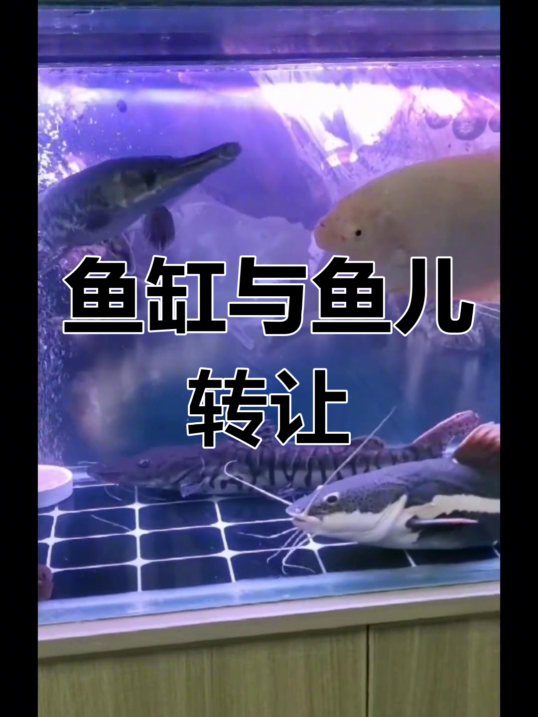 鱼缸和鱼儿转让,价格实惠,自提地点南张庄