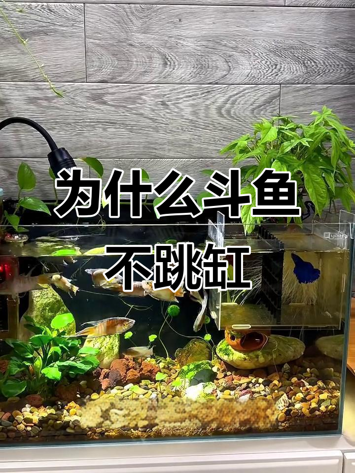 斗鱼为何不跳缸?人工改良让它更安分