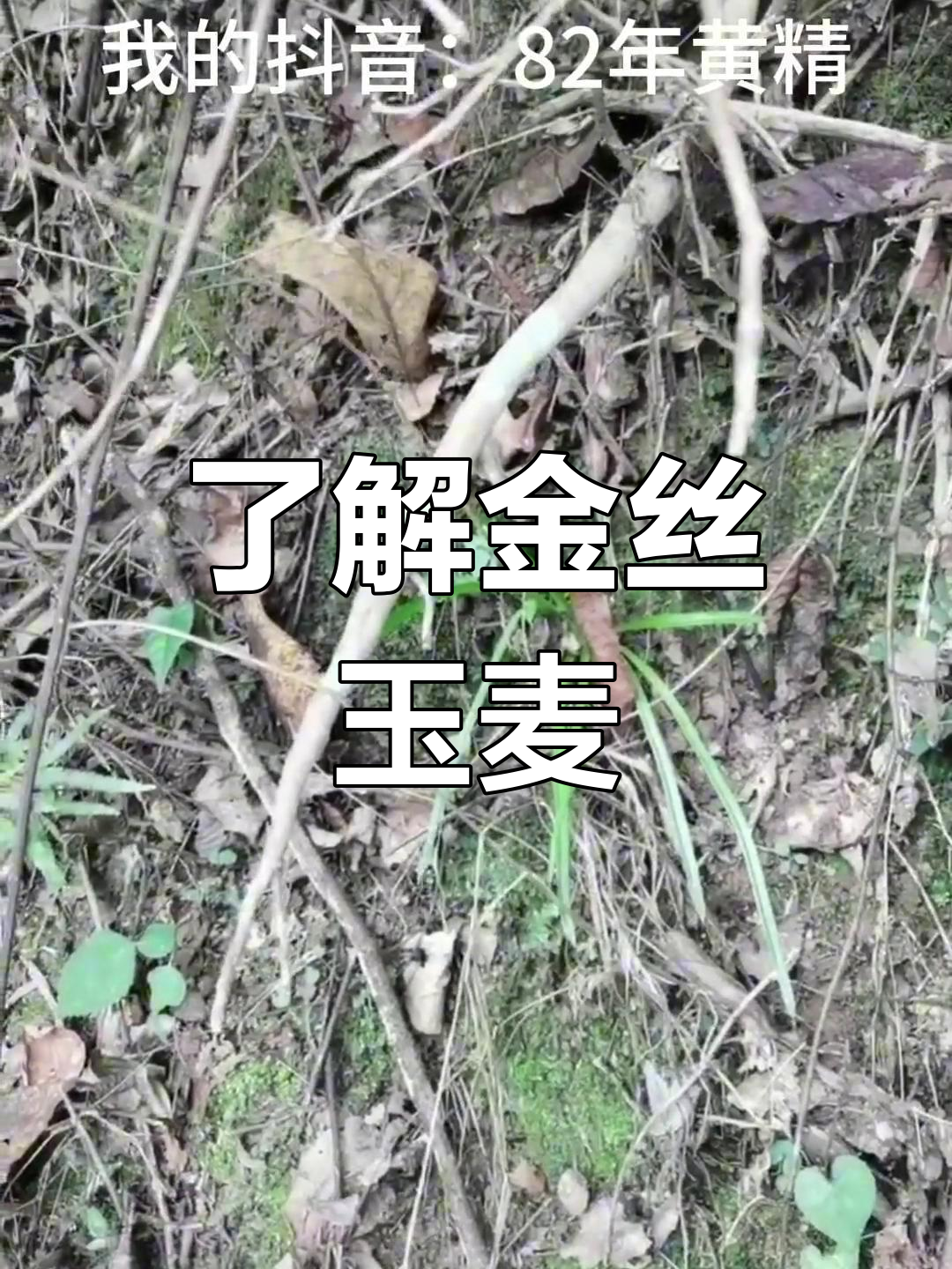 金线吊白米:肺筋草与粉条儿菜的秘密