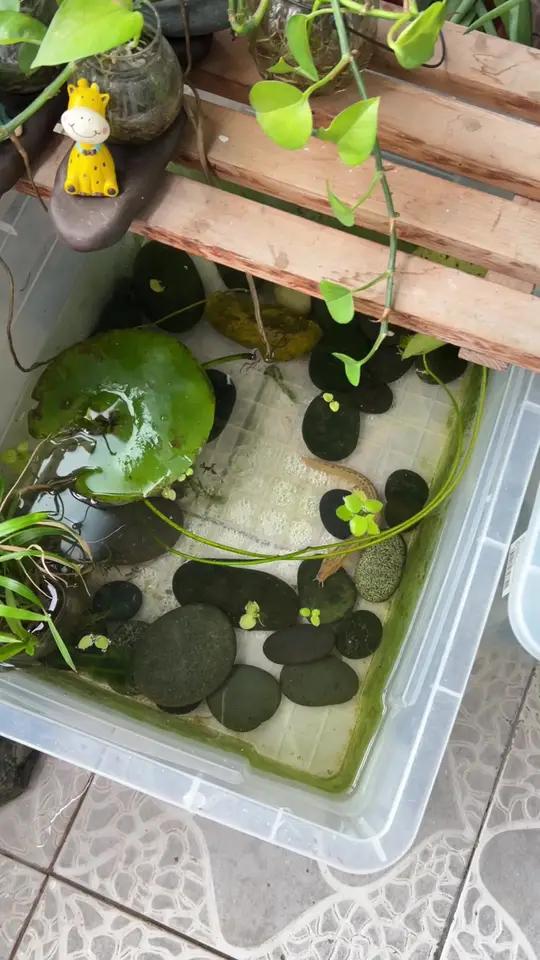 摆摊卖鱼的老板说是在河里抓的,买的时候完全没注意他有什么不一样,回来养水里才发现没有眼睛,