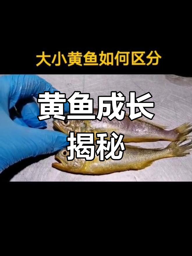 小黄鱼长大变大黄,粗鳞依旧是小个头